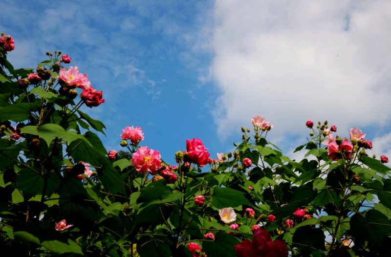 2024年成都世界园艺博览会芙蓉文创设计大赛-设擂台-设计比赛信息平台|赛事征集·赛程查询·比赛资讯